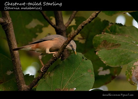 Chestnut tailed starling
