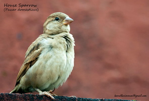 House-Sparrow-female
