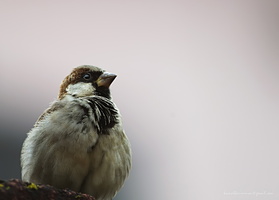 House-Sparrow-male