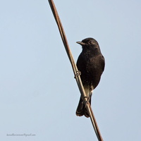 Pied-Bushchat-(Saxicola-caprata)01