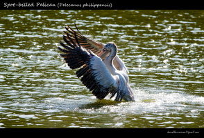 Spot billed pelican