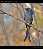 Ashy-Drongo-(Dicrurus-leucophaeus)