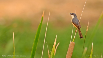Ashy-Prinia-(Prinia-socialis)