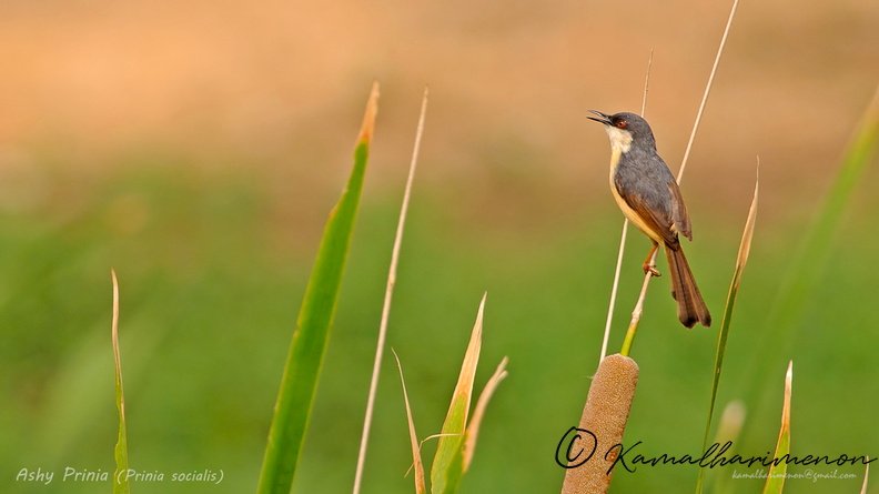 Ashy-Prinia-(Prinia-socialis).jpg