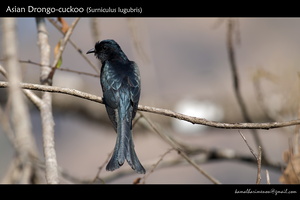 Asian Drongo-cuckoo (Surniculus lugubris)