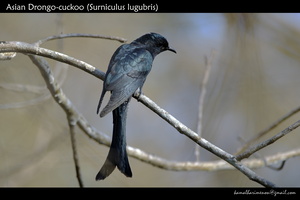 Asian Drongo-cuckoo (Surniculus lugubris)-1