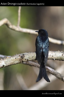 Asian Drongo-cuckoo (Surniculus lugubris)-2