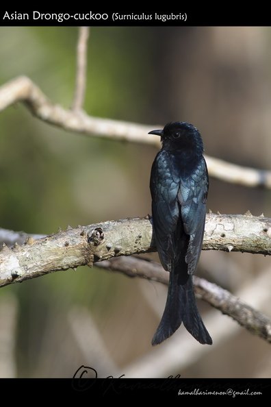 Asian Drongo-cuckoo (Surniculus lugubris)-2.jpg