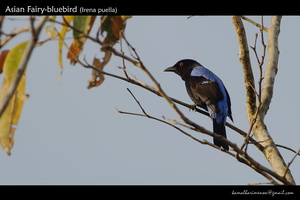 Asian Fairy-bluebird (Irena puella)