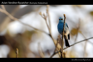 Asian Verditer-flycatcher (Eumyias thalassinus)