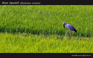 Asian-Openbill-(Anastomus-oscitans)