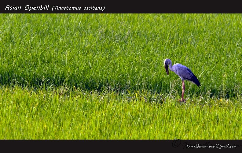 Asian-Openbill-(Anastomus-oscitans).jpg
