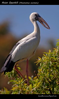 Asian-Openbill-(Anastomus-oscitans)-2