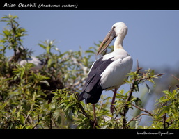 Asian-Openbill-(Anastomus-oscitans)-1