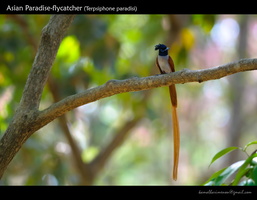 Asian-Paradise-Flycatcher-(Terpsiphone-paradisi)