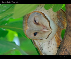 Barn-Owl-(Tyto-alba)