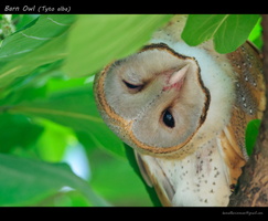 Barn-Owl-(Tyto-alba)1