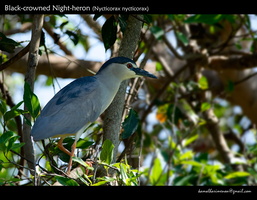 Black-crowned-Night-heron-(Nycticorax-nycticorax)