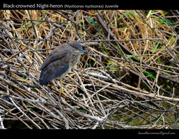 Black-crowned-Night-heron-(Nycticorax-nycticorax)-1