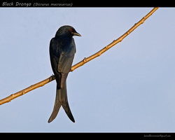 Black-Drongo-(Dicrurus-macrocercus)