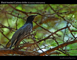 Black-headed-Cuckoo-shrike-(Coracina-melanoptera)