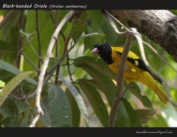 Black-hooded Oriole (Oriolus xanthornus)