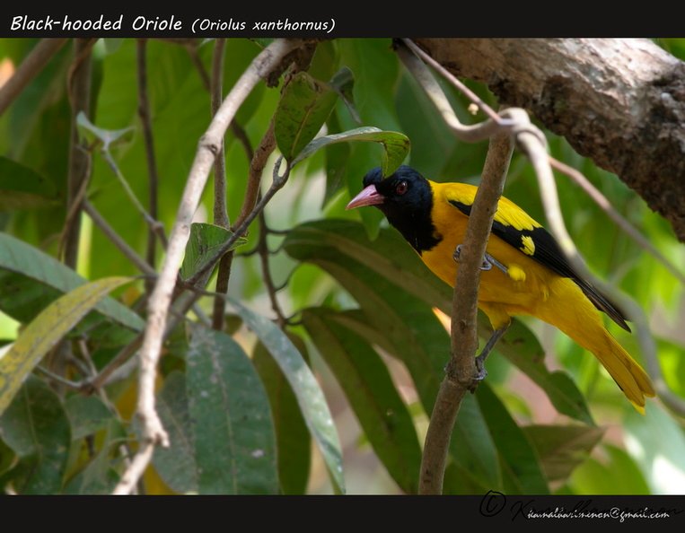 Black-hooded Oriole (Oriolus xanthornus).jpg