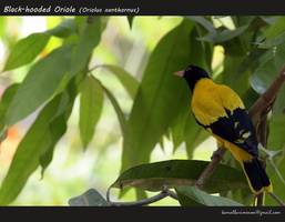 Black-hooded Oriole (Oriolus xanthornus)-1