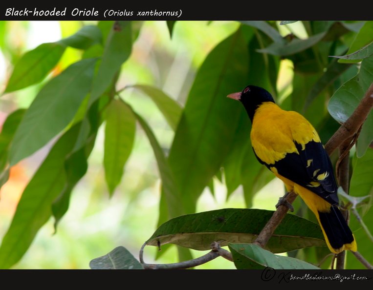 Black-hooded Oriole (Oriolus xanthornus)-1.jpg
