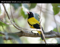 Black-hooded Oriole (Oriolus xanthornus)-2