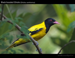 Black-hooded Oriole (Oriolus xanthornus)-3