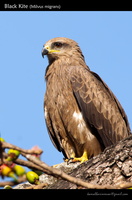 Black-Kite-(Milvus-migrans)