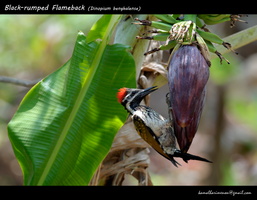 Black-rumped-Flameback-(Dinopium-benghalense)