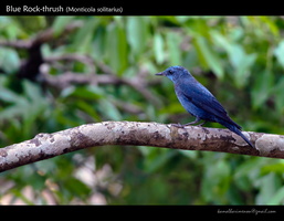 Blue-Rock-thrush-(Monticola-solitarius)