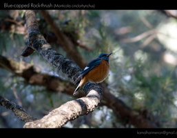 Blue-capped Rock-thrush (Monticola cinclorhynchus)