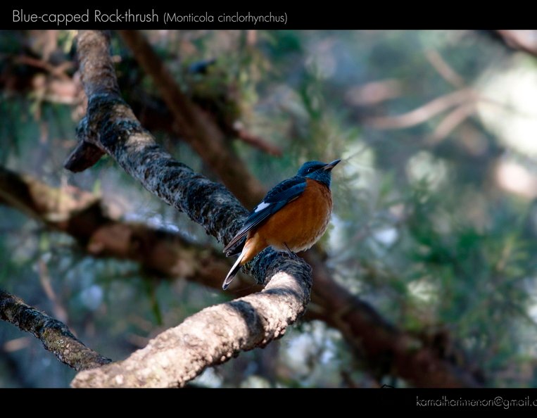 Blue-capped Rock-thrush (Monticola cinclorhynchus).jpg