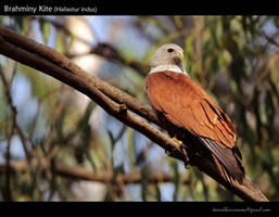 Brahminy-Kite-(Haliastur-indus)