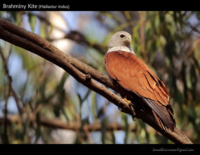 Brahminy-Kite-(Haliastur-indus).jpg