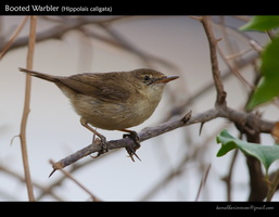 Booted-Warbler-(Hippolais-caligata)