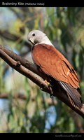 Brahminy-Kite-(Haliastur-indus)-1