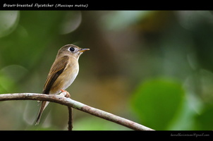 Brown-breasted Flycatcher (Muscicapa muttui)