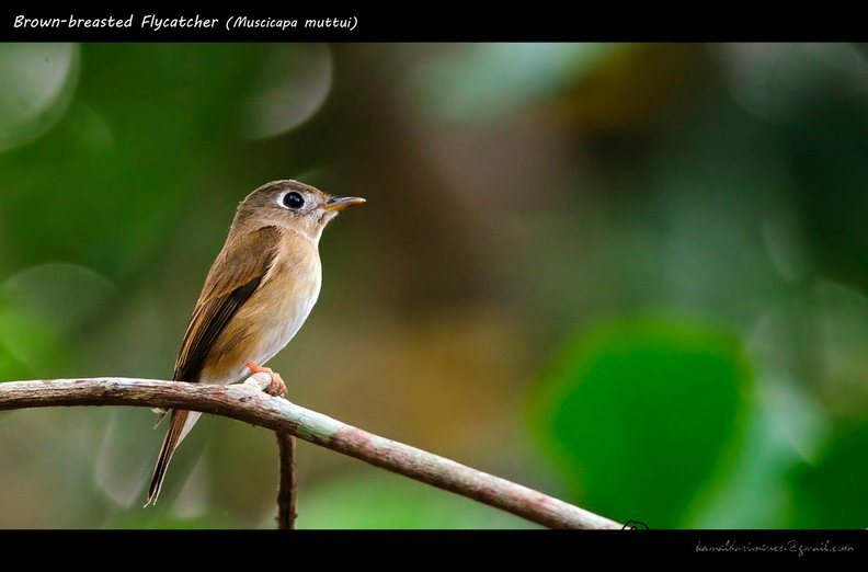 Brown-breasted Flycatcher (Muscicapa muttui).jpg