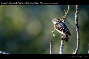 Brown-capped Pygmy Woodpecker (Dendrocopos nanus) -1