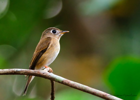 Brown-breasted-Flycatcher-(Muscicapa-muttui)