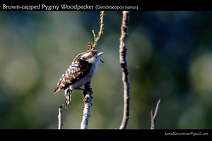 Brown-capped Pygmy Woodpecker (Dendrocopos nanus)