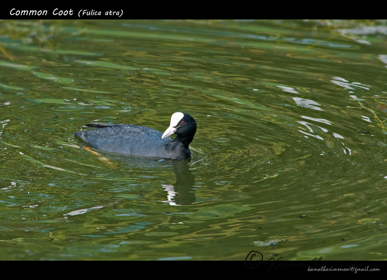 Common-Coot-(Fulica-atra).jpg