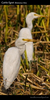 Cattle-Egret-(Bubulcus-ibis)