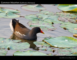 Common-Moorhen-(Gallinula-chloropus)