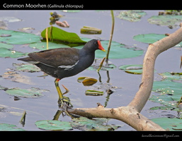 Common-Moorhen-(Gallinula-chloropus)-2