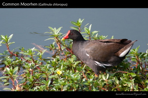 Common-Moorhen-(Gallinula-chloropus)-1